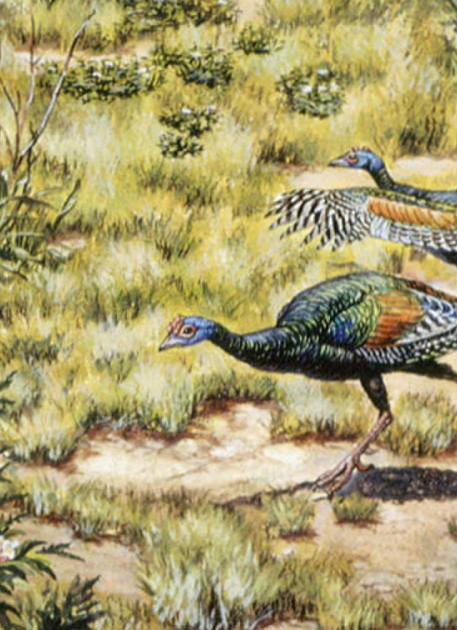 Turkeys from the Hallett Mural