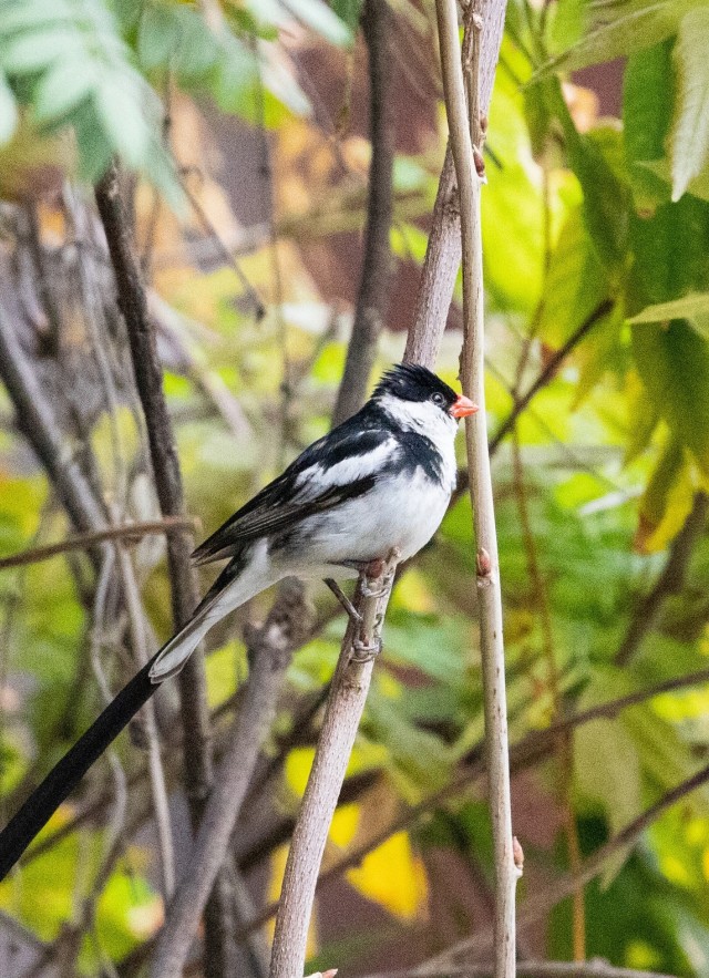 pin-tailed whydah image by inaturalist user beesbirdsbugs