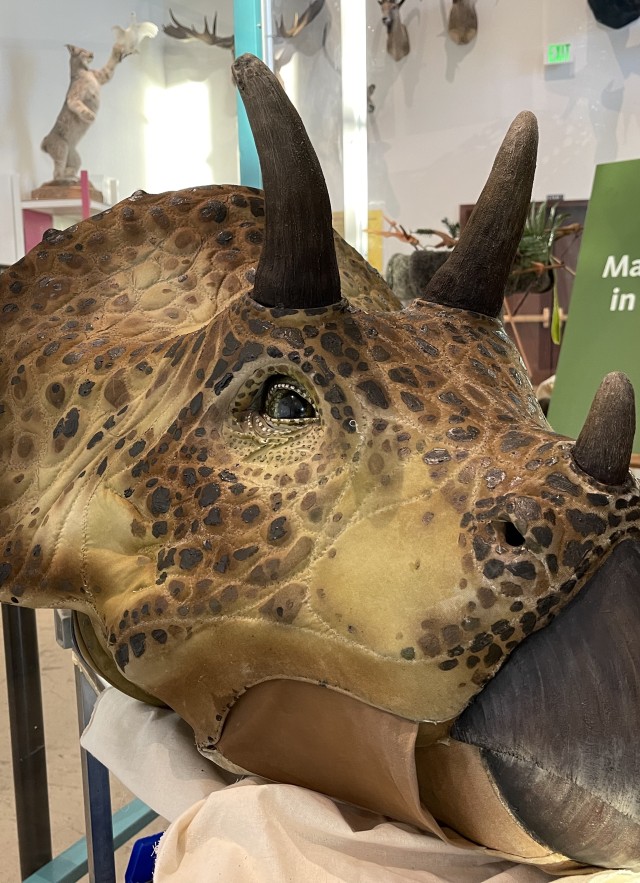 Dakota Triceratops Horns New