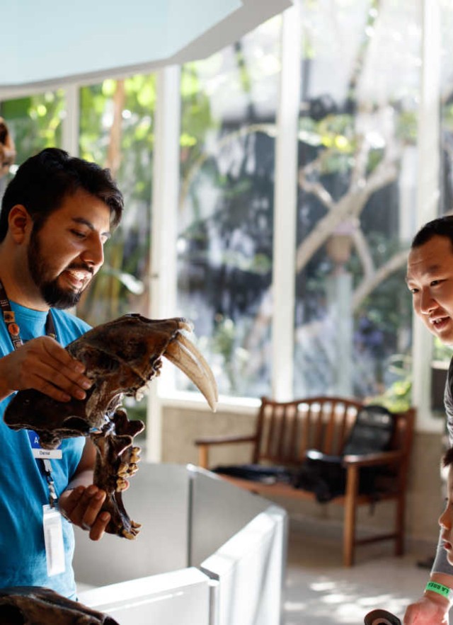 A man holds a saber-toothed cat skull with jaw agape, a father and son observe excitedly