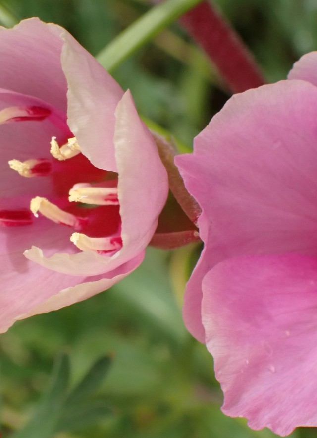 Clarkia amoena.
