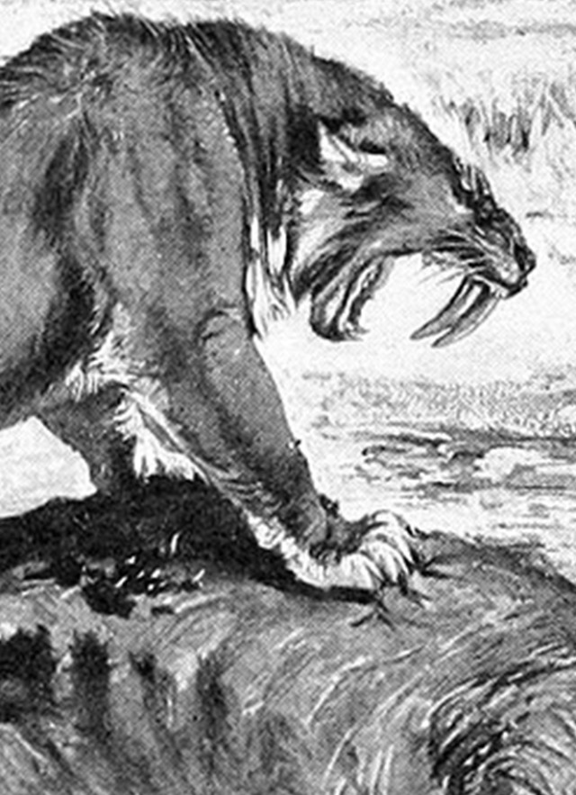 Black and white illustration of a saber-toothed cat standing on a rock
