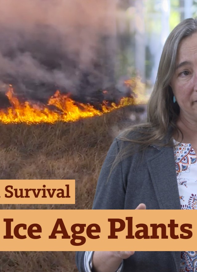 Extinction Study Regan Dunn What Ice Age Plants Reveal