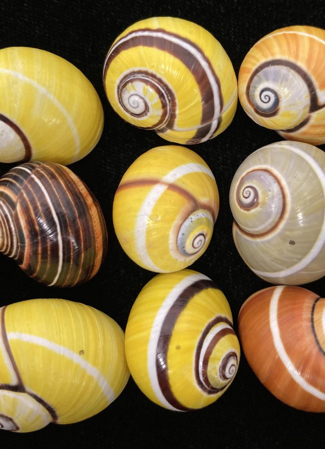snail Polymita picta