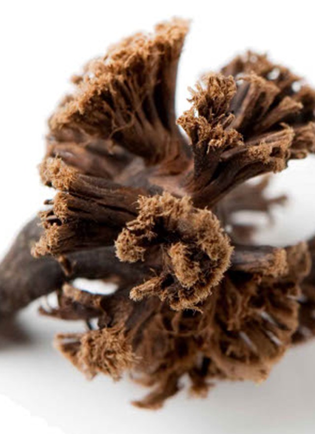 close up photo of a fossil pinecone against a white background