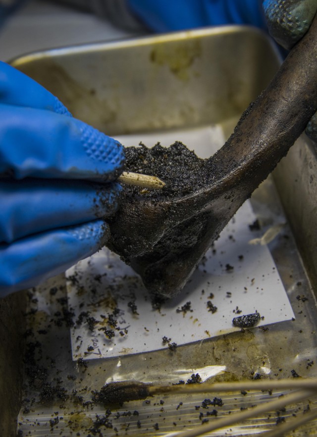 Fossil Lab Preparation of Fossil: A gloved hand uses small tools to clean a fossil