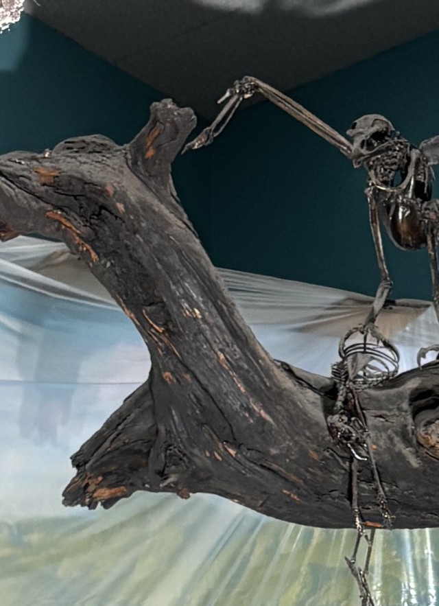 Fossil tree limb with a fossil bird on top of it framed by demolished wall