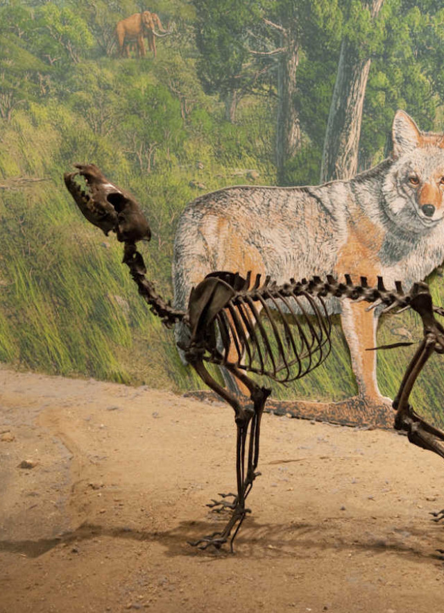 painting of coyote behind fossil skeleton of coyote