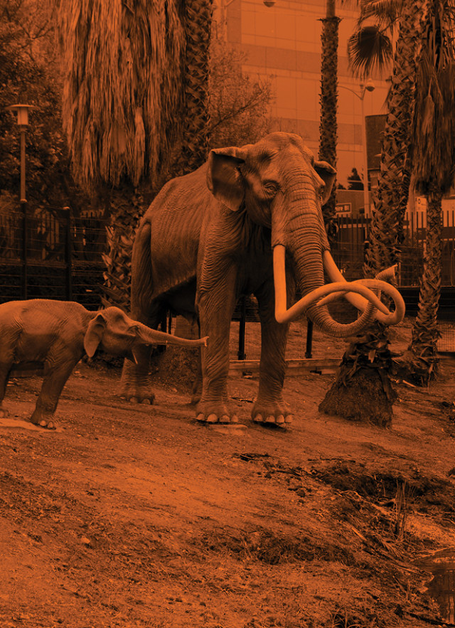 Mammoth in lake pit against an orange background