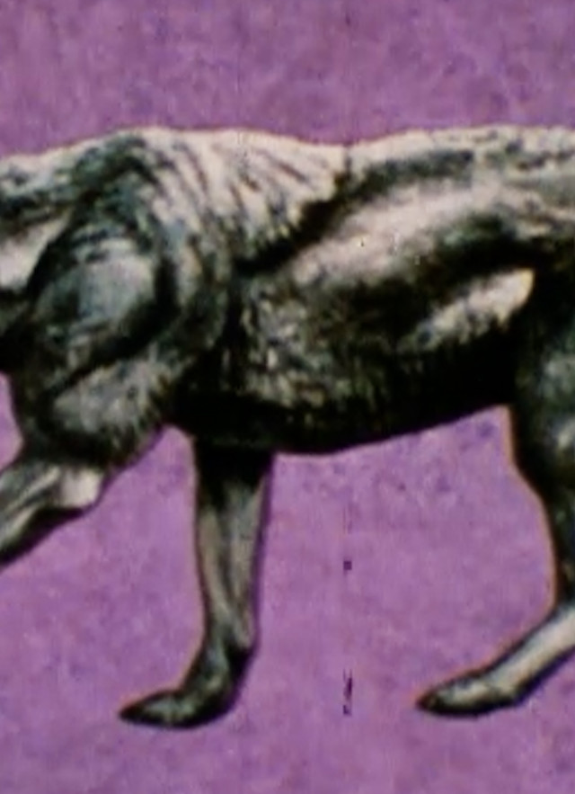 Sideview of black and white dire wolf against a purple background