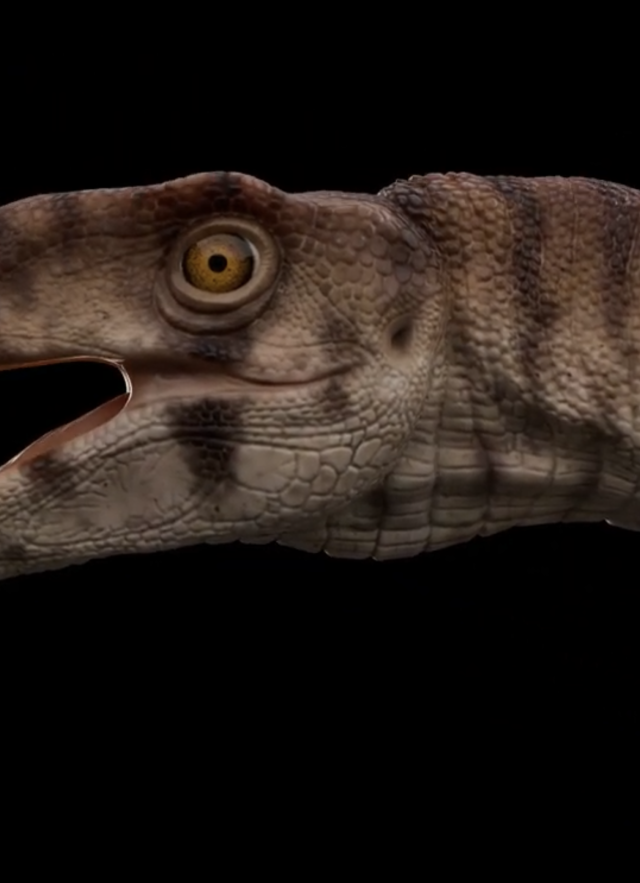 Labrujasuchus headshot