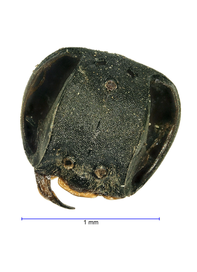 tar pits, microfossil, 1mm, insect