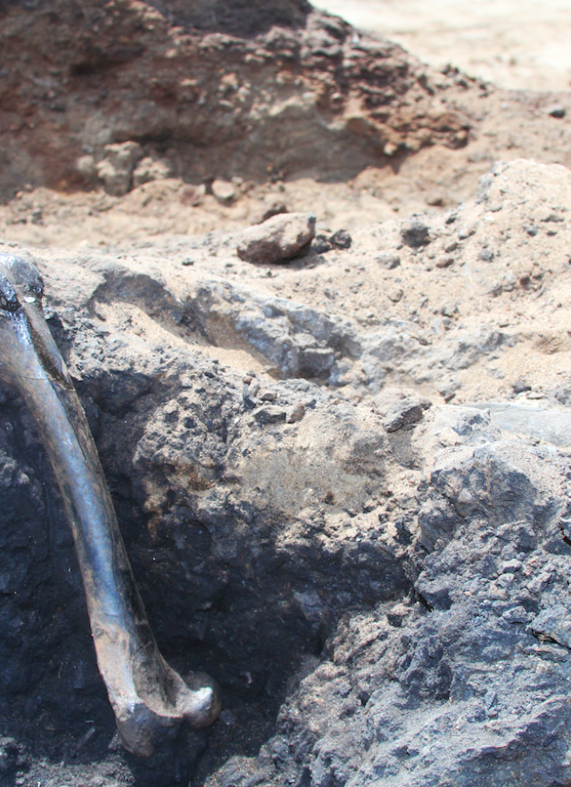 A femur bone fossil sitting in asphalt, next to a half-buried sloth rib