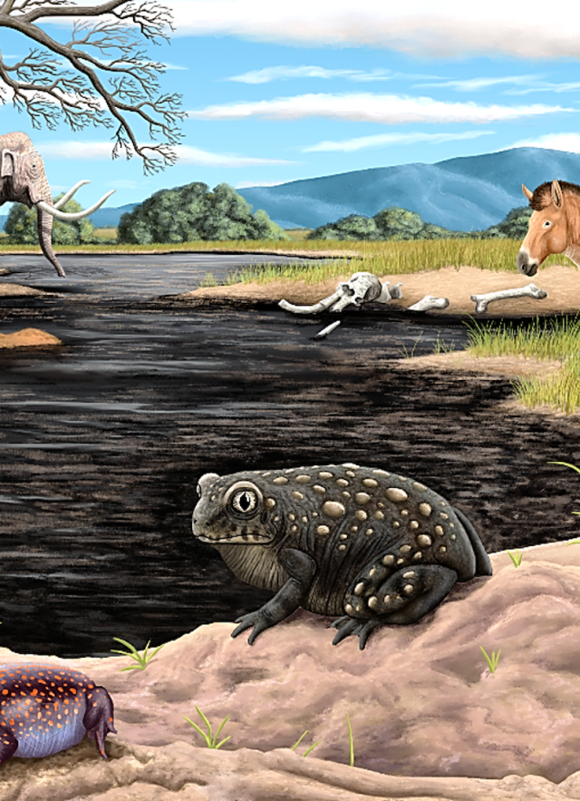 Reconstruction of Spea labreae, a black toad with orange spots in front of a tar pit, flanked by three other toads