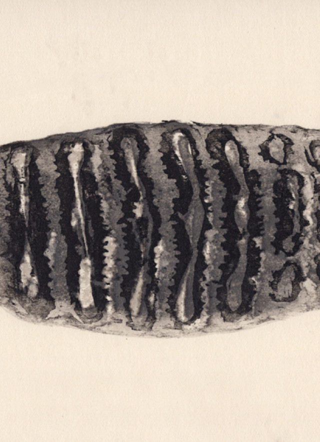 Mammoth print