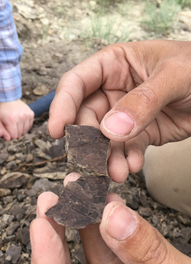 A pair of hands hold brown bits of fossil leaves. 