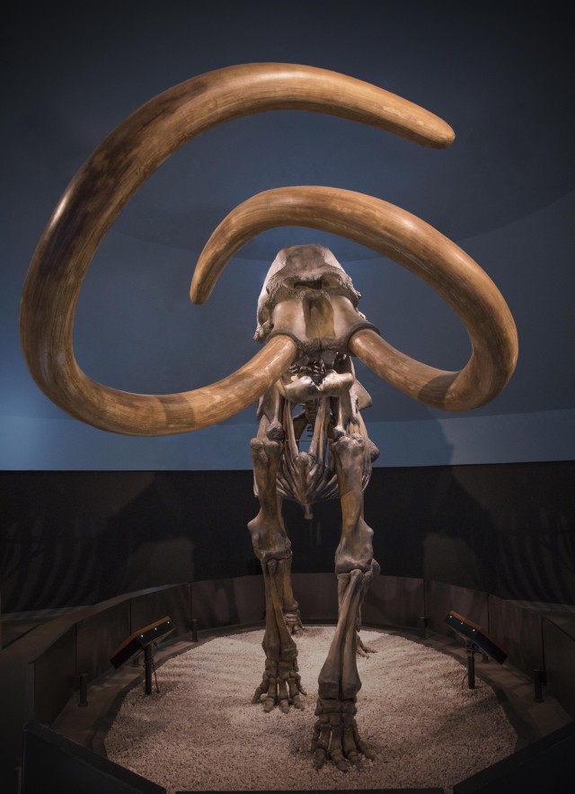 Mastodon skeleton photographed head on