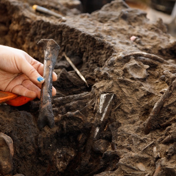 Experience the Tar Pits La Brea Tar Pits