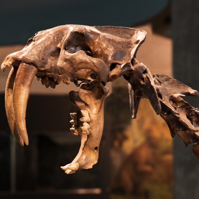join and give footer tar pits sabertooth skeleton