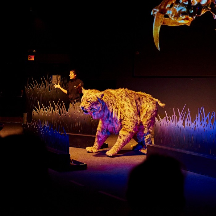 sabertooth cat puppet on stage in ice age encounters show tar pits