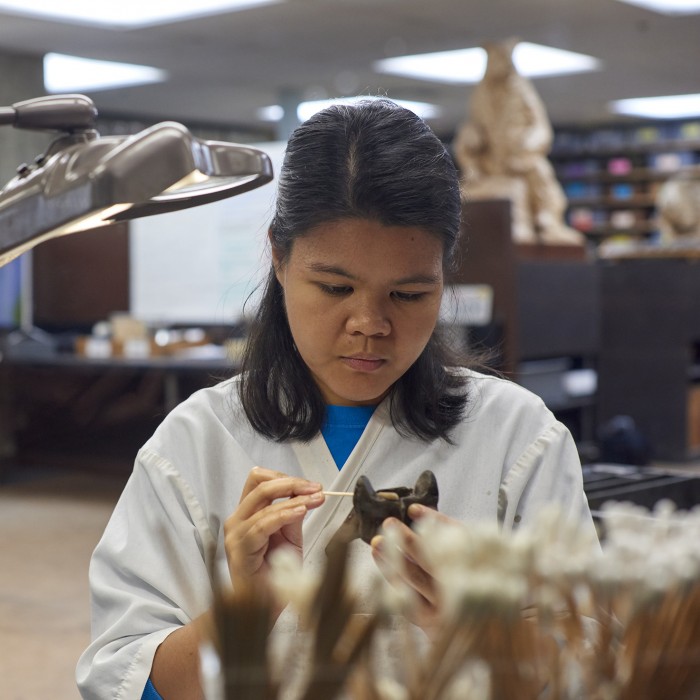 Volunteer in Fossil Lab at La Brea Tar Pits