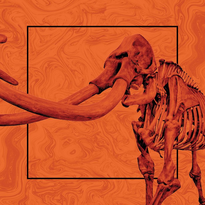 Square image, containing a black outline square within and a closeup of a mammoth skeleton against a marbled orange background
