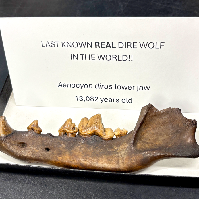 The lower jaw of a dire wolf from La Brea Tar PIts resting on a piece of paper with the words &quot;Last known real dirw wolf in the world!!&quot; Aenocyon dirus lower jaw 13,082 years old&#039; written on it