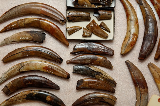 Photo of saber tooth cat teeth in the fossil lab