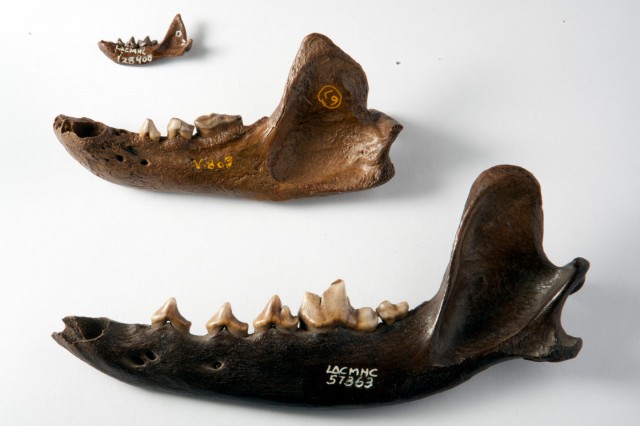dire wolf jaw at the tar pits
