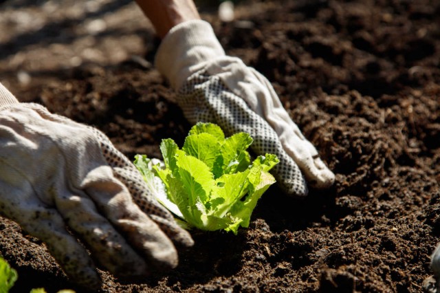 gardener hands in edible garden