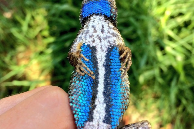 blue belly lizard