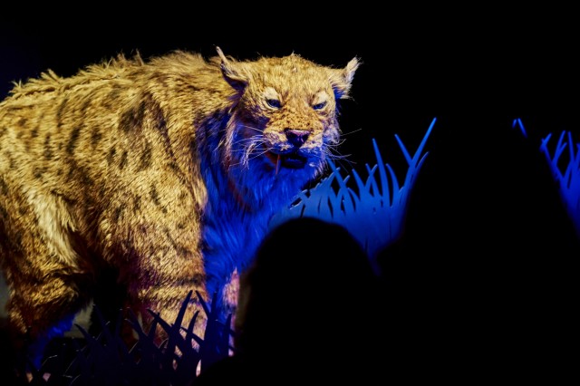 sabertooth cat puppet in ice age encounters show tar pits
