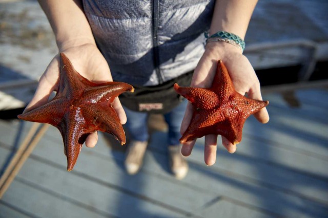 bat stars, starfish 