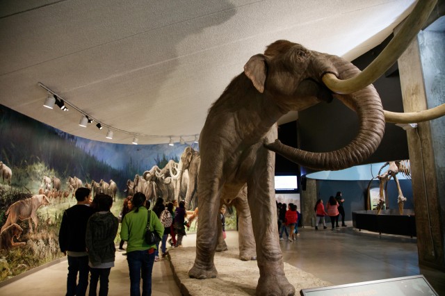 mammoth exhibit tar pits mammoths and mastodons