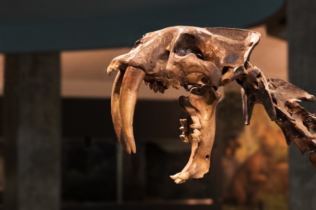 join and give footer tar pits sabertooth skeleton