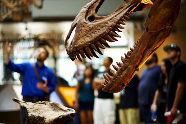 guests behind t.rex exhibit in dinosaur hall