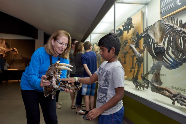 gallery interpreter saberooth smilodon skull la brea tar pits guest kid