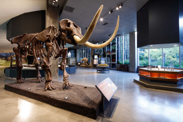 Mastodon Skeleton