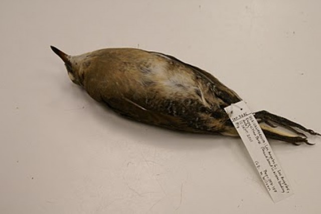 Dead bird, taxidermy