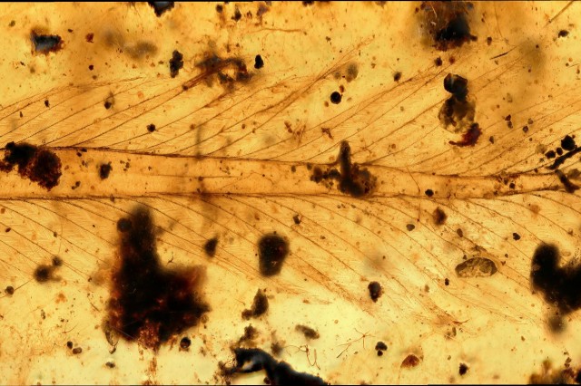 Dinosaur Feathers Trapped in Amber