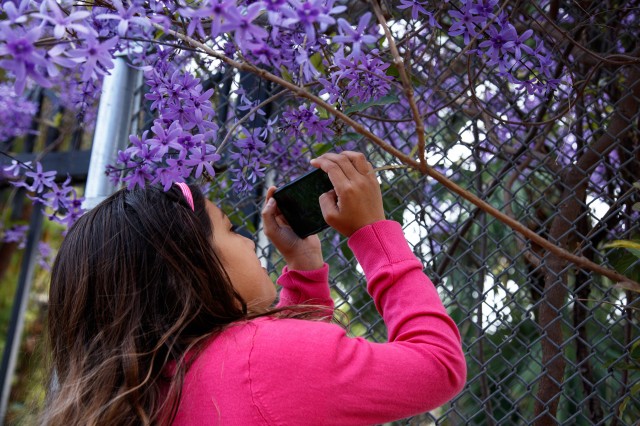 Girl observing a flowering tree up-close