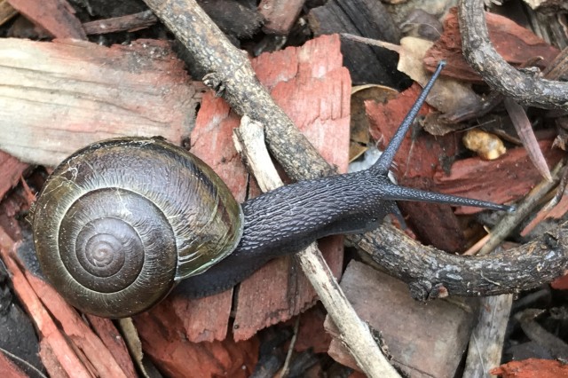 A native California snail with a dark textured body and brown shell crawling across leaf litter