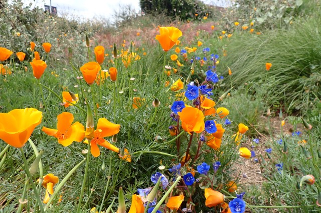 Pollinator Meadow in the Nature Gardens Spring