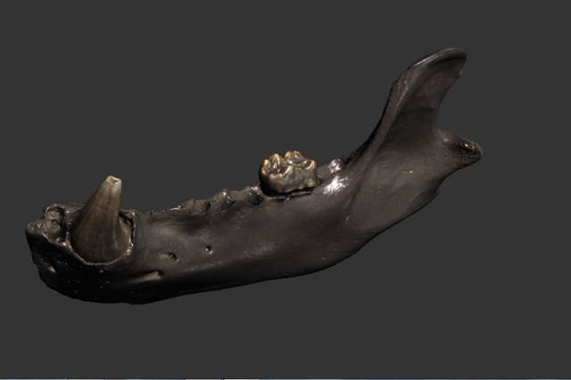 A grizzly bear jaw from Pit 61