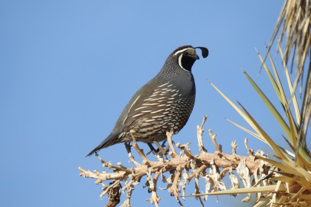 California Quail 