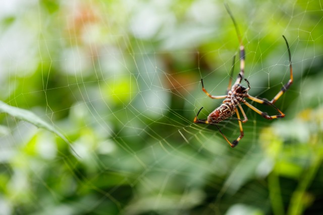 brown spider in its web