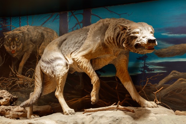 Dire wolf display