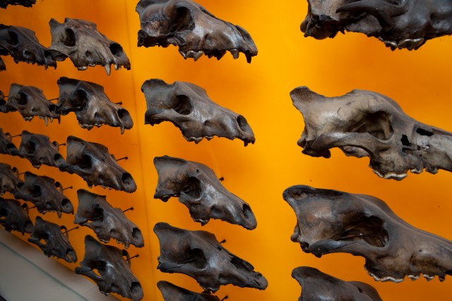 Dire wolf wall of skulls at an angle