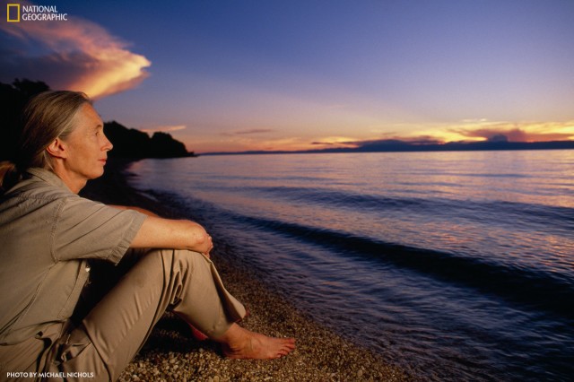 Jane Goodall sits at the waters edge on a beach staring into the horizon.