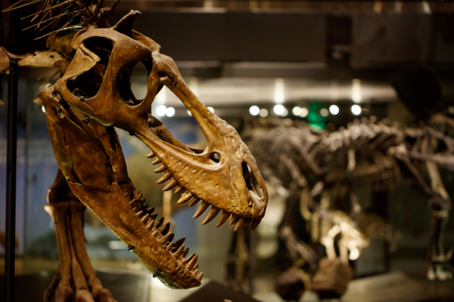 A T-rex skull is illuminated in a dark hall